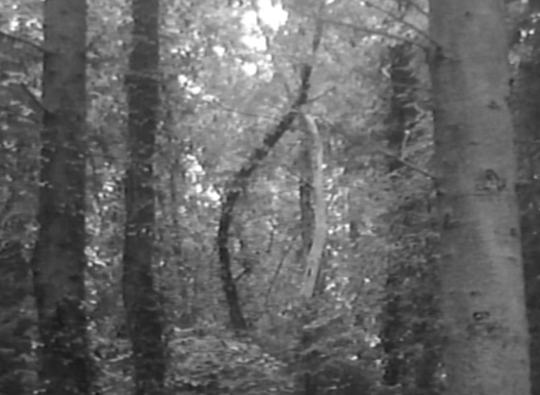 screenshot of forest on a grainy black and white handycam