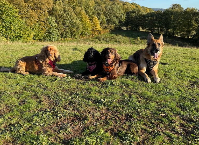 Four dogs sitting together on a grassy hillside during a countryside dog walk.