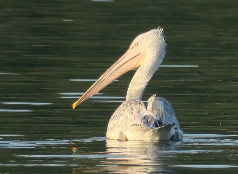 A Dalmatian pelican with white feathers and a long beak swims on a calm lake during golden hour.