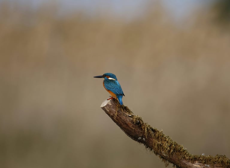 A vibrant blue common kingfisher bird perched on a mossy branch with a blurred background.