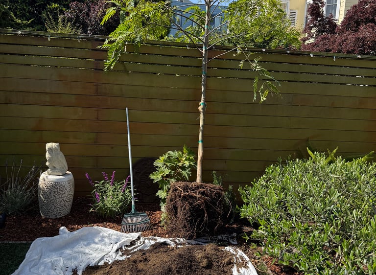 A young tree ready for planting in a backyard garden with fresh soil on a white tarp and landscaping tools.
