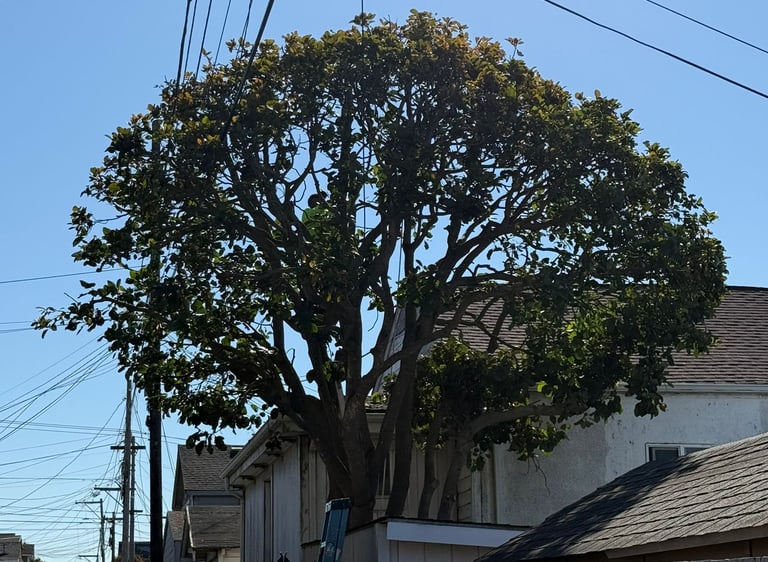 Large green tree in a suburban backyard near power lines under a clear blue sky, highlighting profes