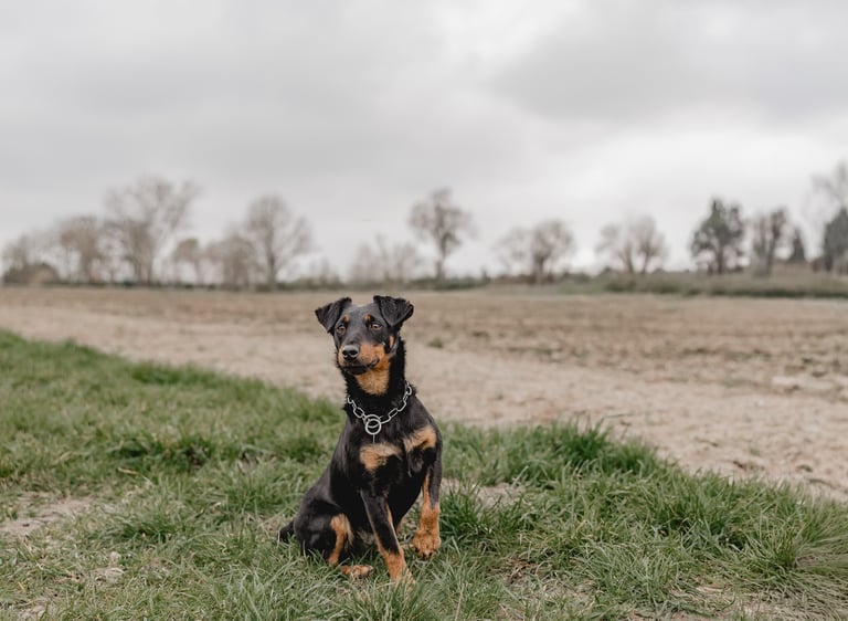 Jagdterrier im Revier Niedersachsen