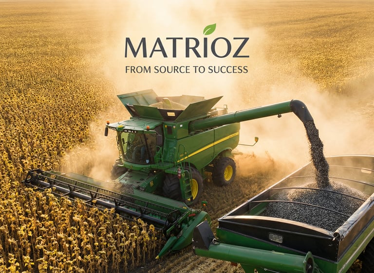 A green combine harvester harvesting sunflowers in a field for Matrioz agricultural success.
