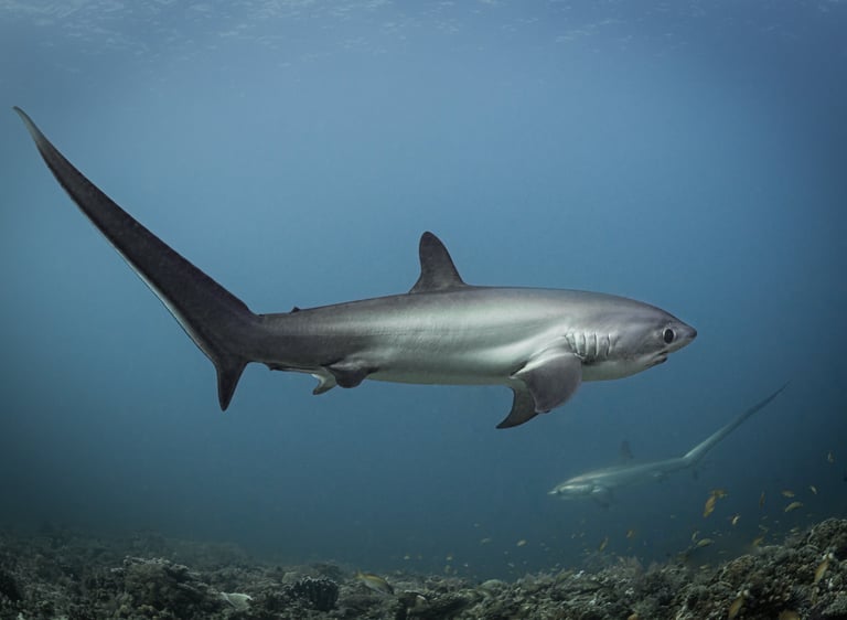 Thresher Shark Malapascua by Adam Beard