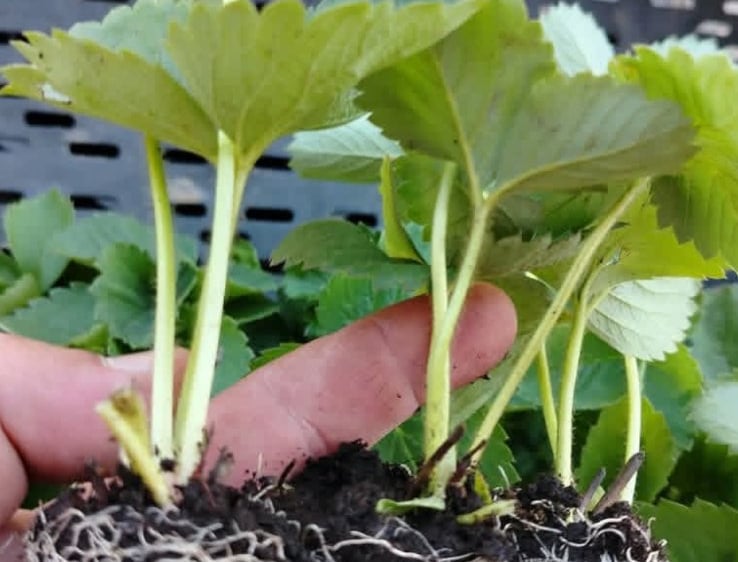 Ruka drži zdrave sadnice jagode s vidljivim bijelim korijenovim sistemom, spremne za vrtlarstvo i sa