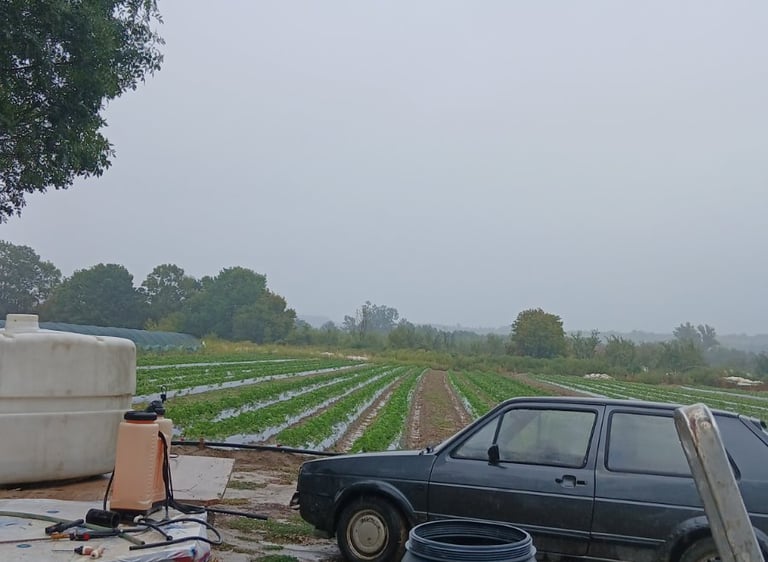 Crni automobil parkiran pored poljoprivrednih vrtova i opreme za navodnjavanje na maglovitoj farmi