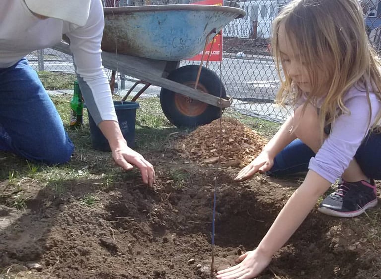Planting a seedling in Kingston, NY