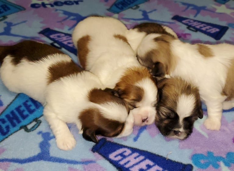 Four Maltese x Shih-Tzu mix puppies Mal-Shi asleep on blue blanket.