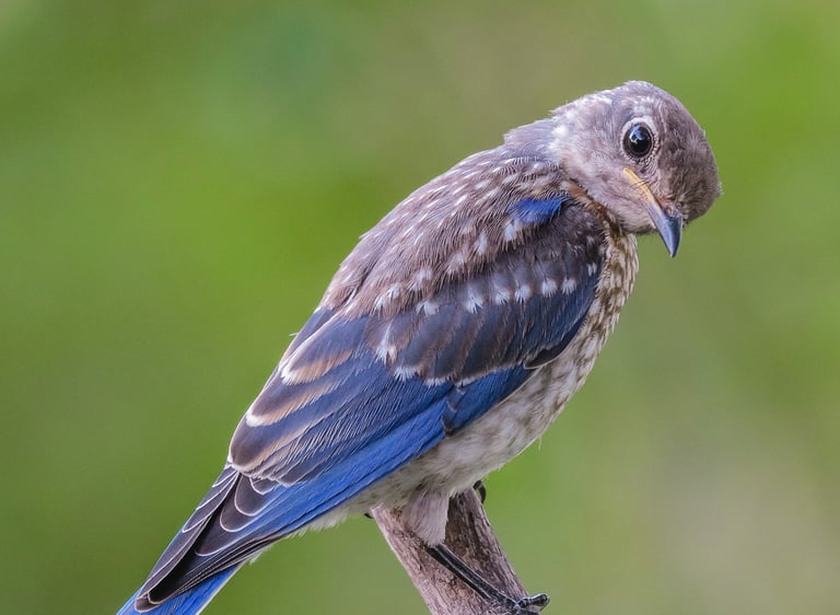 Juvenile Eastern Bluebird giving camera the stink eye