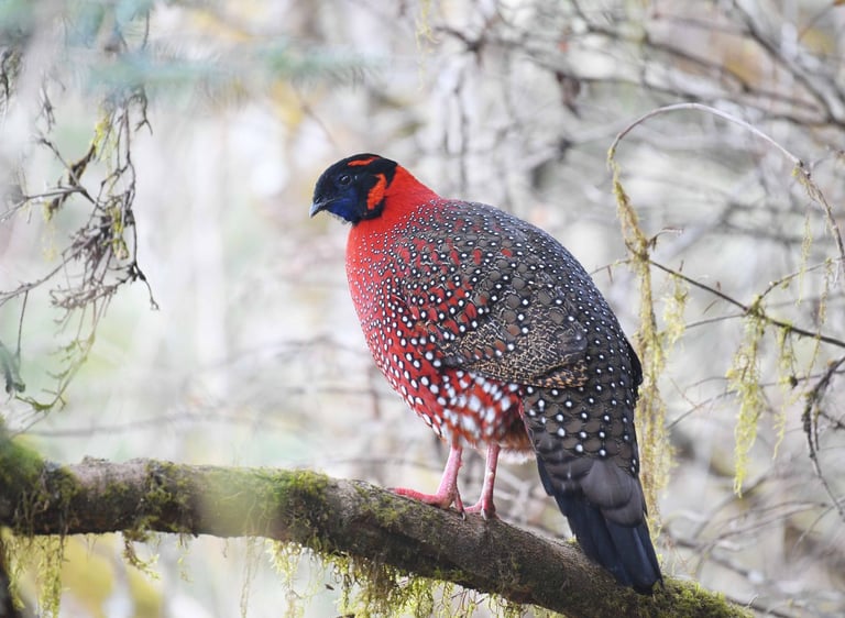 satyr-tragopan-spotted-at-the-Khaling-to-Khardungla-Trail-in-Eastern-Bhutan