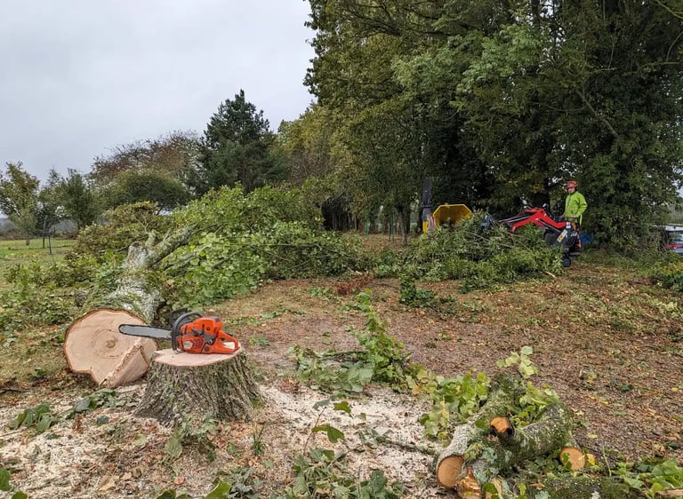 tronçonneuse posée sur une souche de tilleul près de La Ferté Bernard