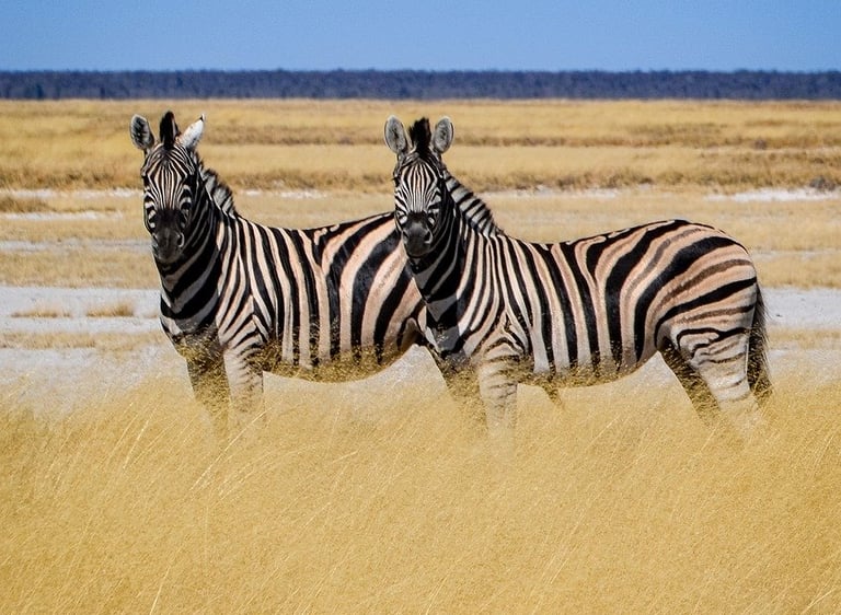 elopement on a safari in Africa