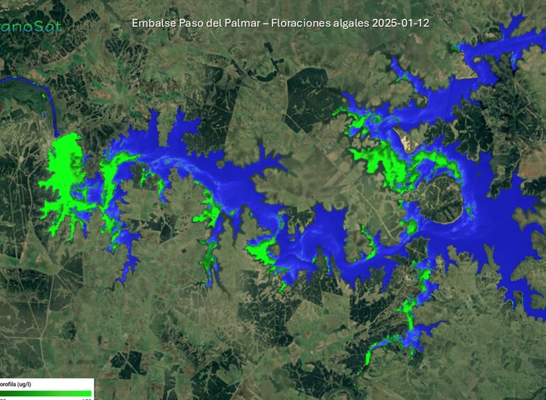 Floración Enero 2025 en embalse Paso del maplmar
