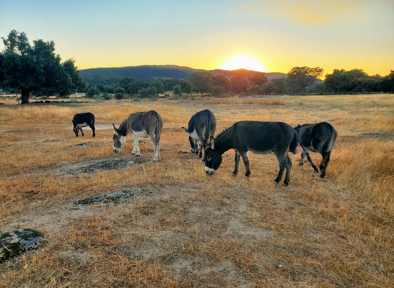 Ânes miniatures qui broutent lors du coucher de soleil