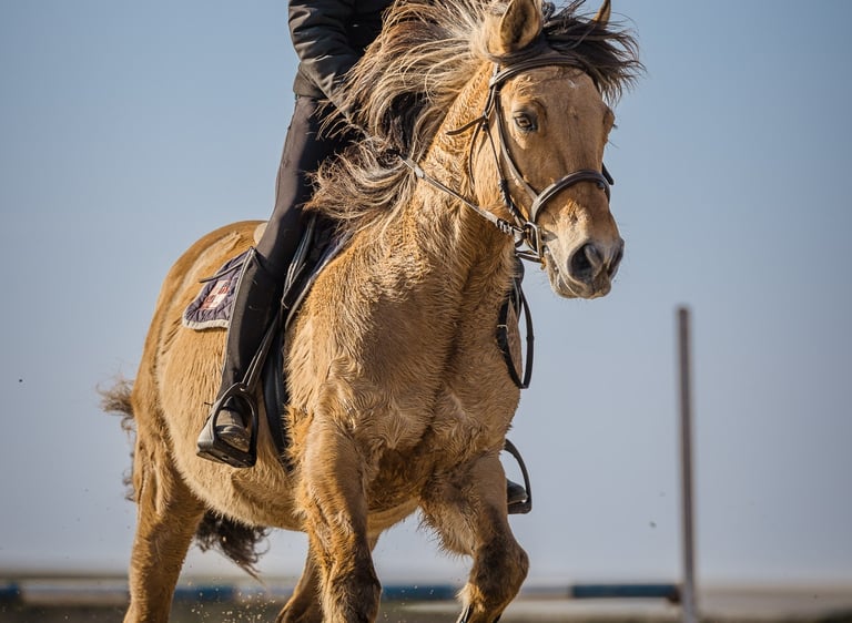Equitation