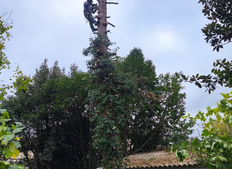 Abattage d'arbres par rétention par établissement CRAPART