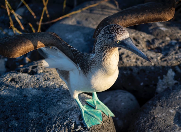 galapagos luxury travel meaningful responsible journeys crafted with purpose by local experts