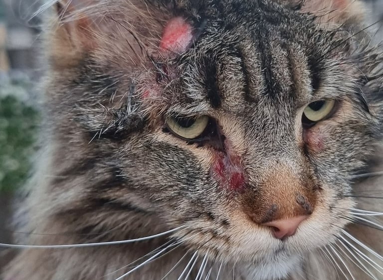 ziek huisdier zieke kat hond