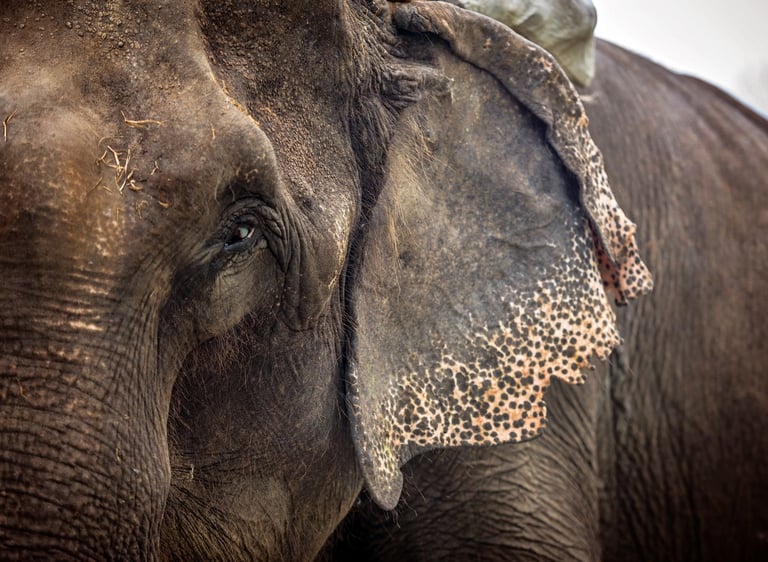 Asian elephant travel workshop