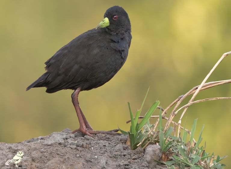 Zwarte ral staand op een modderige oever in Gambia