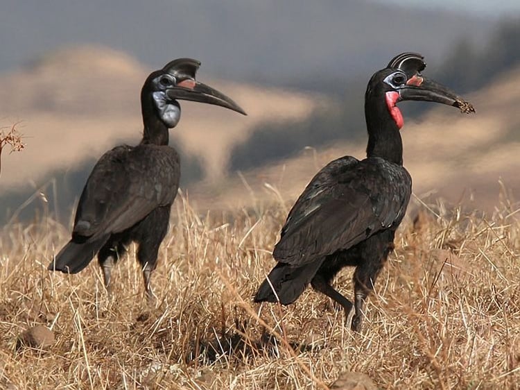 Hoornraven in Niokolo-Koba Nationaal Park