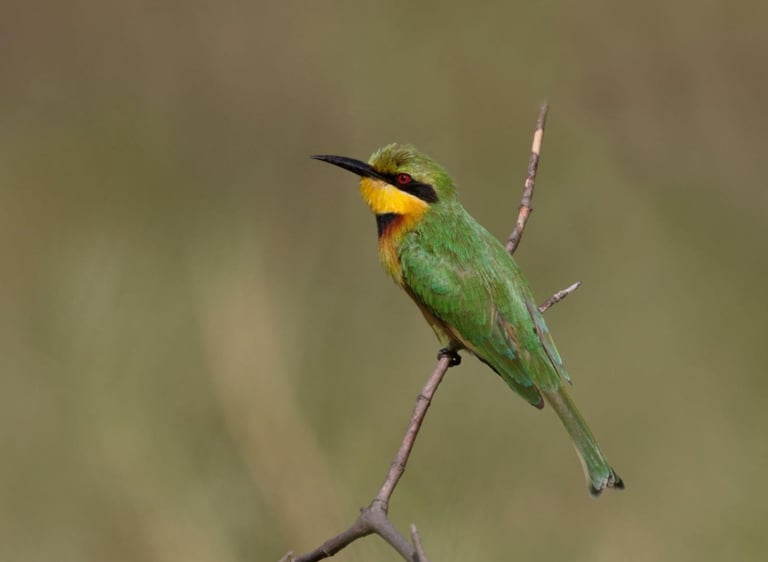 Kleine Groene Bijeneter (Merops pusillus) op een tak bij een wetland in Gambia.
