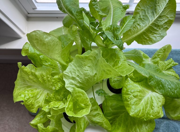 Lettuce growing in a hydroponic grow bucket