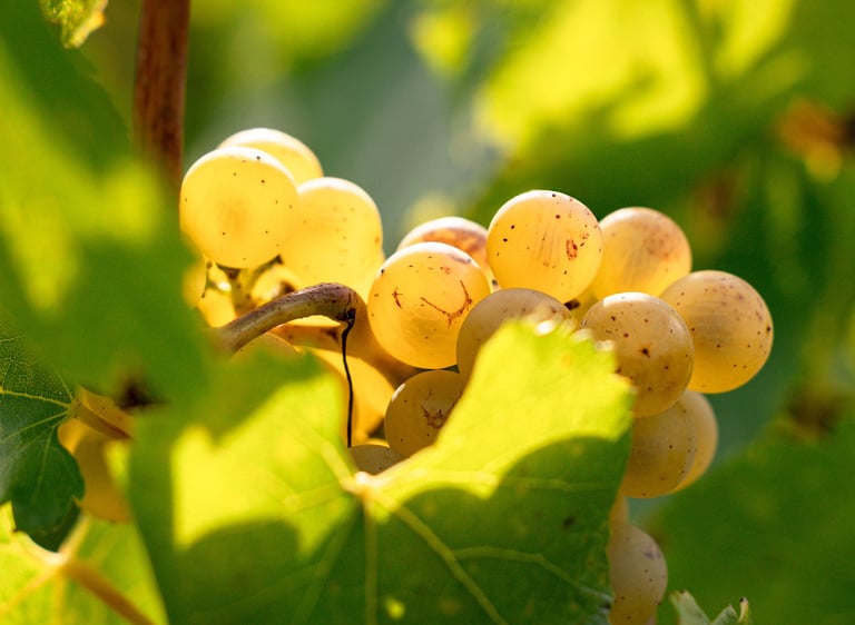 Reportage photographie professionnel maison de champagne