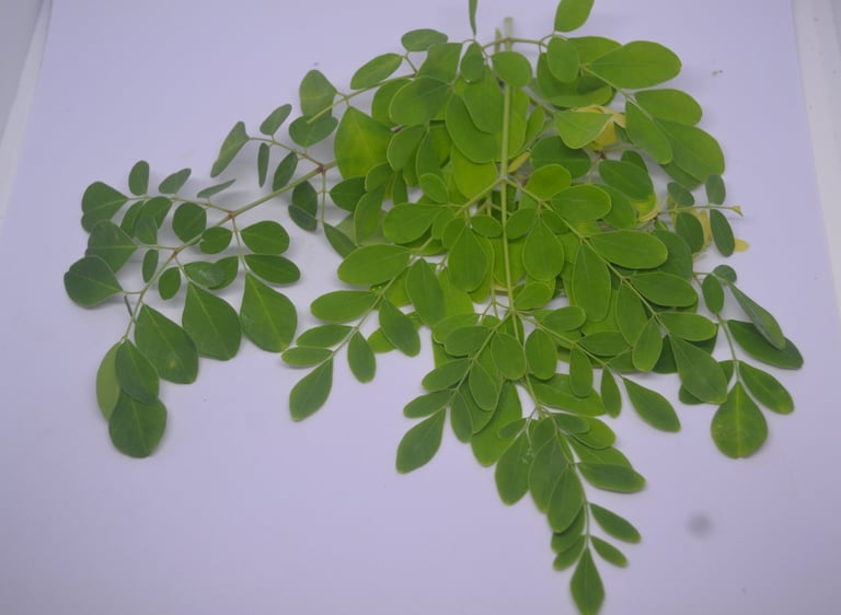 moringa leaves and a white background