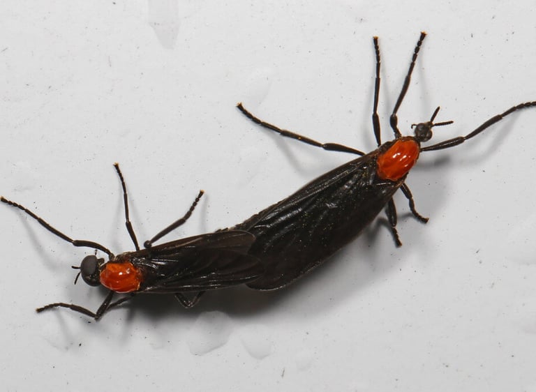 close up picture of a love bug