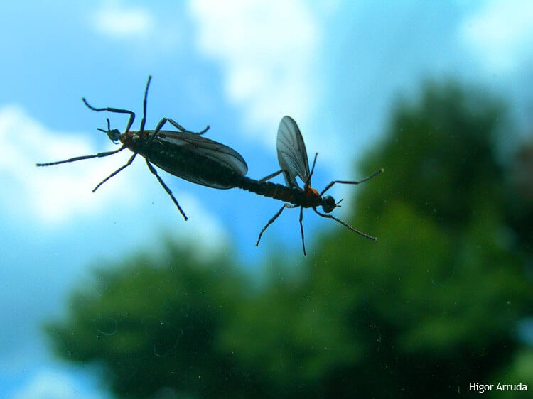 a pair of lovebugs on a car windshild