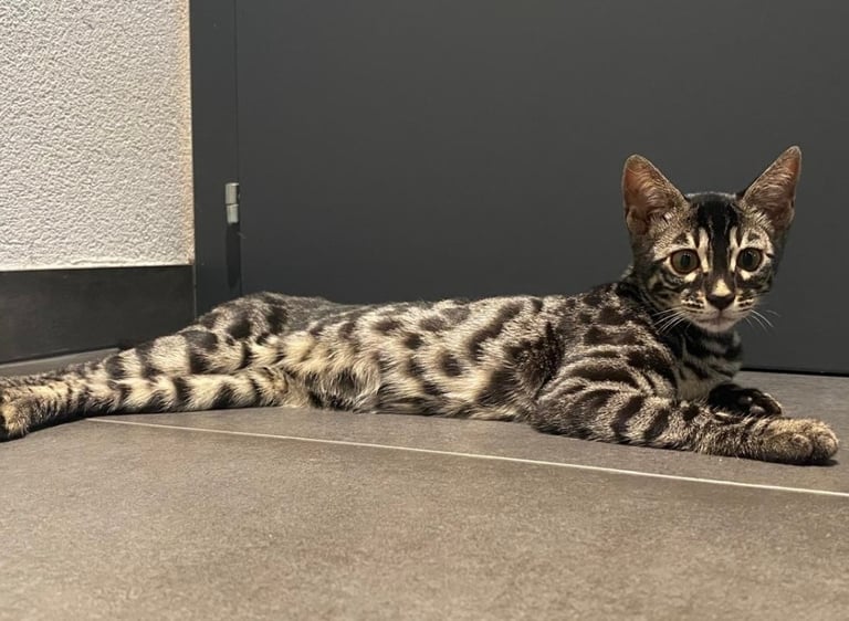 Chat Bengal silver charcoal tabby allongée sur toute sa longueur – élevage Cocoro