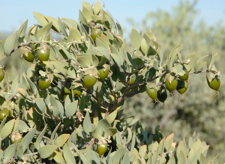 Green jojoba nuts growing on a Simmondsia chinensis shrub branch in a sunny desert landscape.