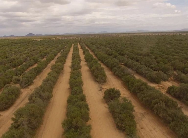 Aerial view of symmetrical jojoba trees growing in rows in a vast desert agricultural field.