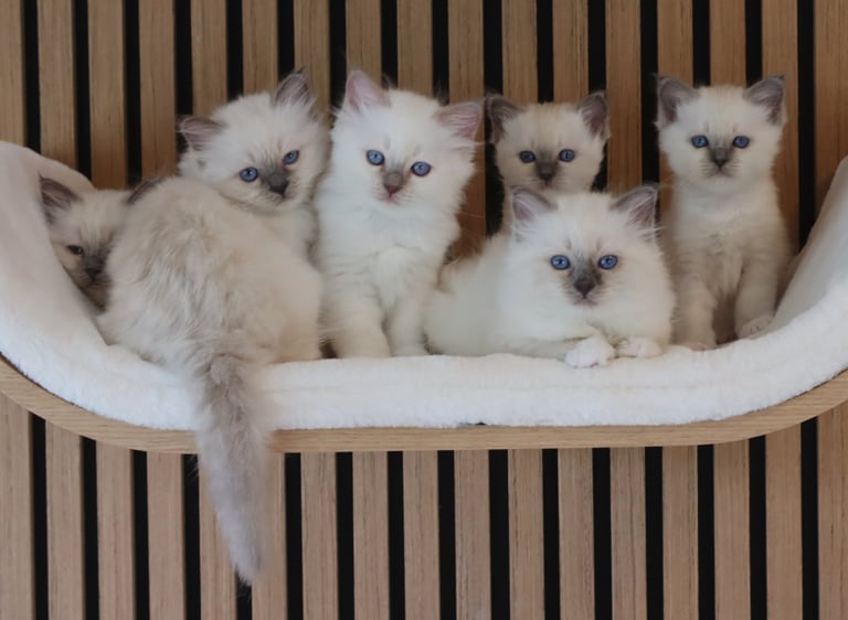Seks Hellig Birma kattunger