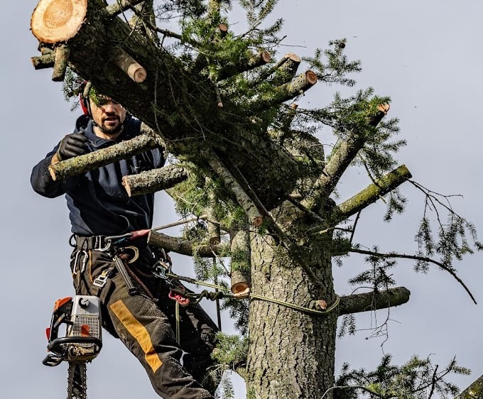 abattage d'un arbre par démontage par un arboriste 