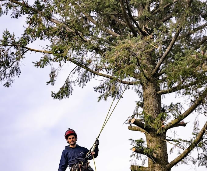élagueur grimpeur encordé dans un arbre