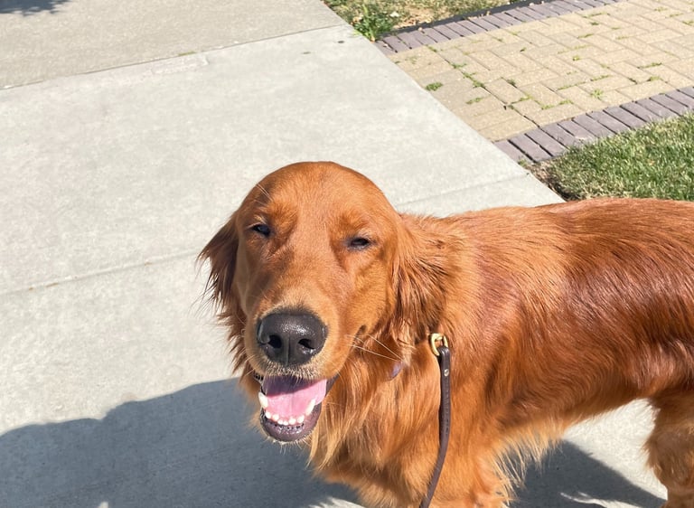 Pet care services in Chicago North