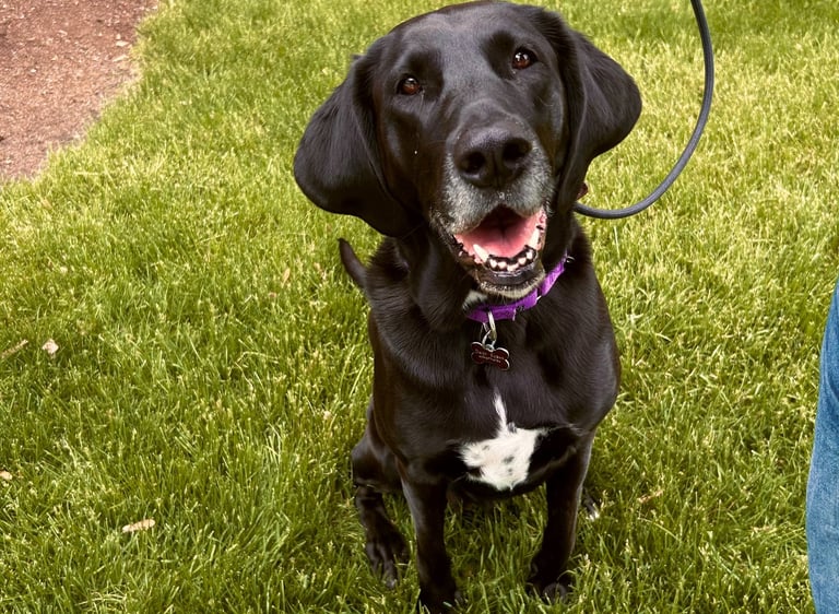 Black Dog Sitting in Garden