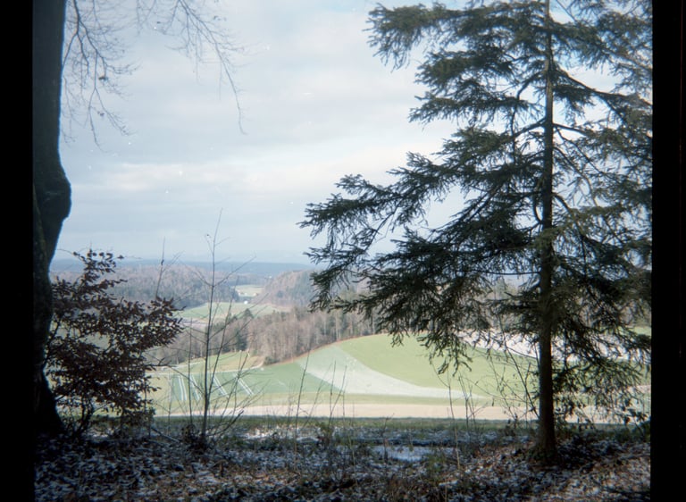 Panoramablick auf eine ländliche Landschaft durch immergrüne Bäume mit Blick auf sanfte grüne Felder