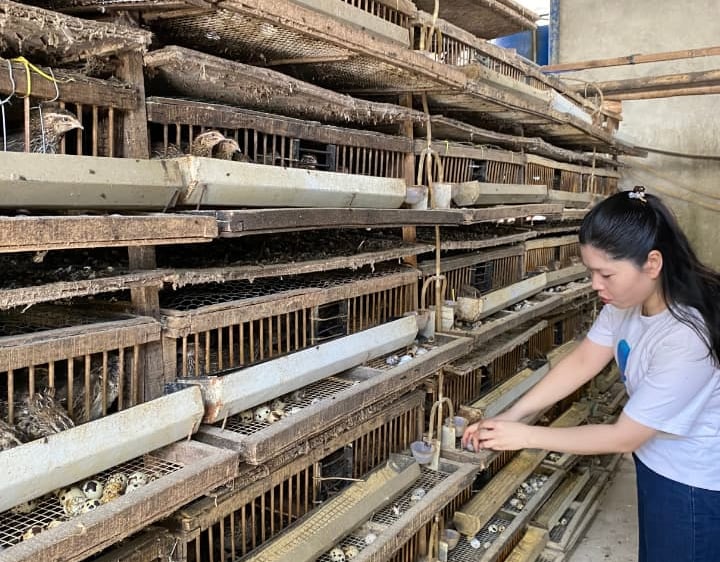 trứng chim cút bóc sẵn Đông Anh, Hà Nội, chim cút thịt, chim câu thịt giá sỉ