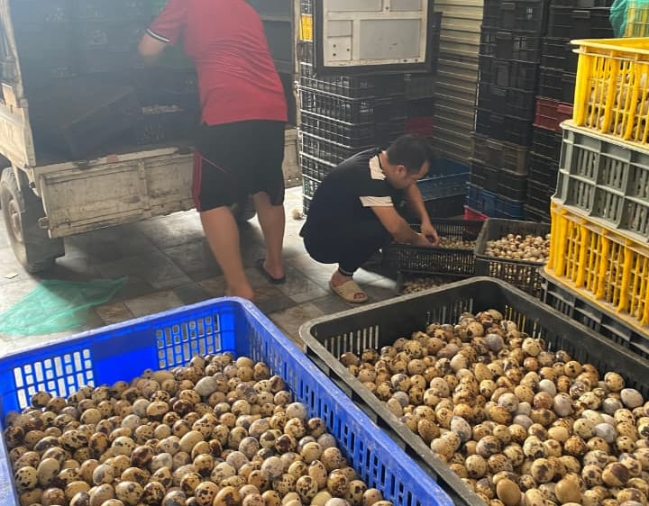 trứng chim cút bóc sẵn Đông Anh, Hà Nội, chim cút thịt, chim câu thịt giá sỉ
