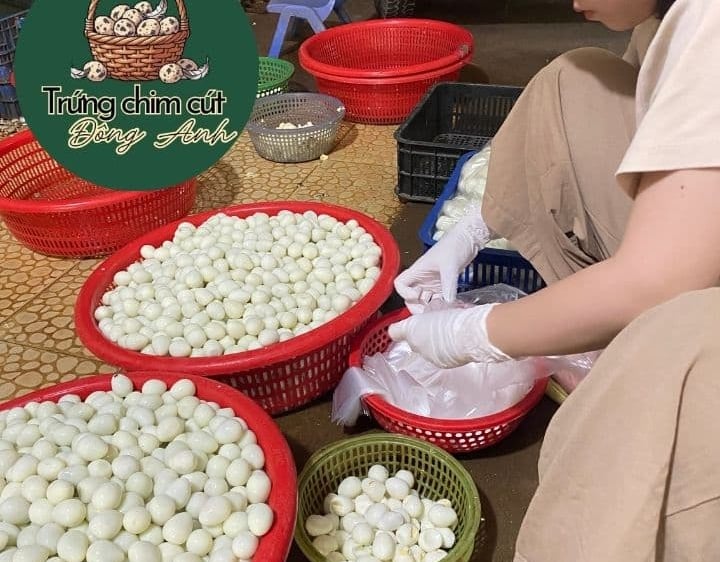 trứng chim cút giá sỉ, giao hàng Hà Nội, Bắc Ninh, Hưng Yên, Vĩnh Phúc, Phú Thọ, Thái Nguyên