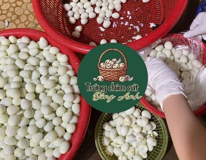 trứng chim cút giá sỉ, giao hàng Hà Nội, Bắc Ninh, Hưng Yên, Vĩnh Phúc, Phú Thọ, Thái Nguyên