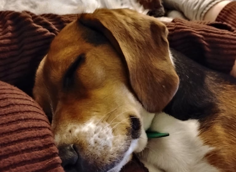 cuddles
