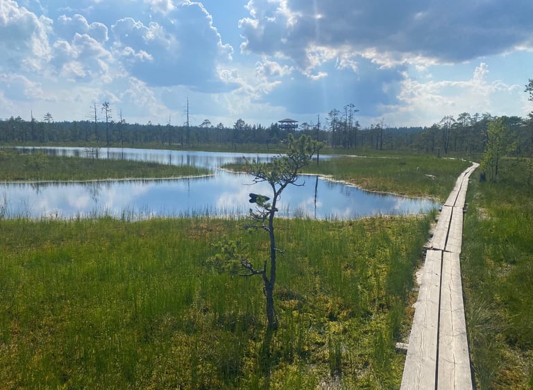 Chemin de bog (marais) - Estonie