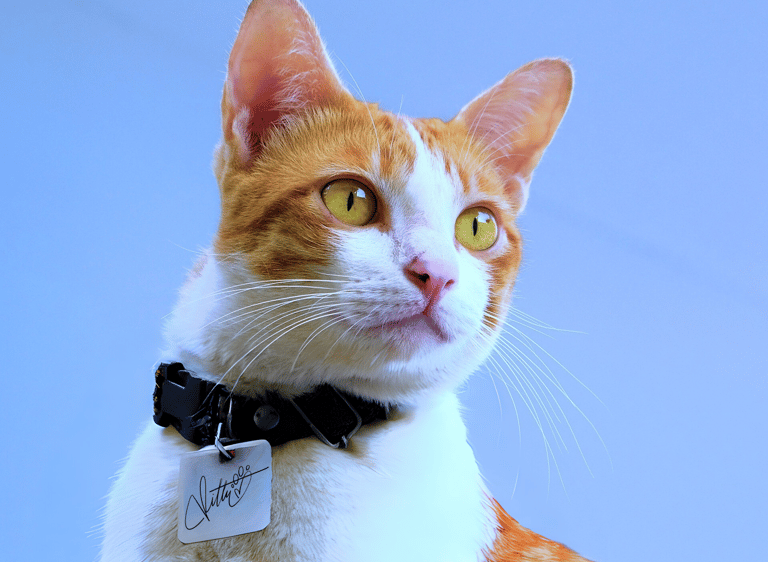 Example of a stylish signature on a cats collar