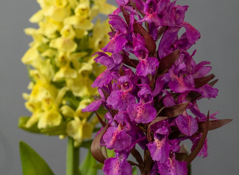 Nature identical botanical models made made by Sebastian Brandt, yellow and pink Sambuccina Orchids
