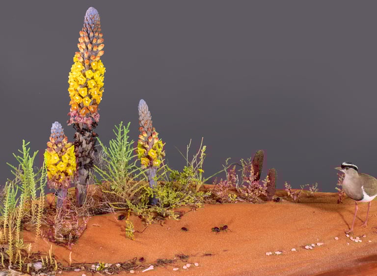 Nature identical habitat diorama of Arabian beach with desert hyacinth botanical models
